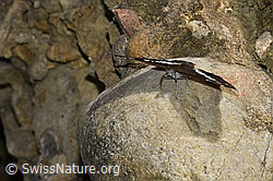 Foto: Grosser Schillerfalter (Apatura iris)