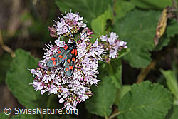 Gewöhnliches Widderchen (Zygaena filipendulae)