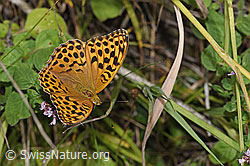 Kaisermantel (Argynnis paphia) auf Echtem Dost (Origanum vulgare) (F253208) Kaisermantel (Argynnis paphia) auf Echtem Dost (Origanum vulgare) (F253208)