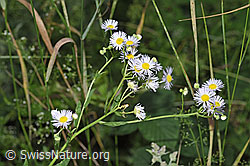 Foto: Einjähriges Berufkraut (Erigeron annuus)