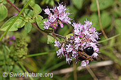 Foto: Gemeine Waldschwebfliege (Volucella pellucens) auf Echtem Dost (Origanum vulgare)