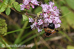 Foto: Gemeine Waldschwebfliege (Volucella pellucens) auf Echtem Dost (Origanum vulgare)