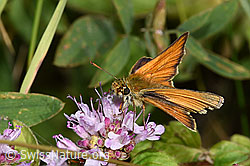 Braunkolbiger Braundickkopffalter (Thymelicus sylvestris) auf Echter Dost (Origanum vulgare) (F253216) Braunkolbiger Braundickkopffalter (Thymelicus sylvestris) auf Echter Dost (Origanum vulgare) (F253216)