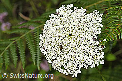 Foto: Wilde Möhre (Daucus carota ssp. carota)