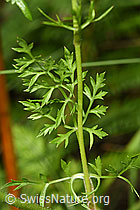 Foto: Wilde Möhre (Daucus carota ssp. carota)