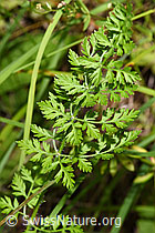 Foto: Wilde Möhre (Daucus carota ssp. carota)