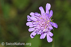 F253226: Wald-Witwenblume (Knautia dipsacifolia)