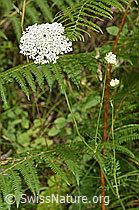 Foto: Wilde Möhre (Daucus carota ssp. carota)