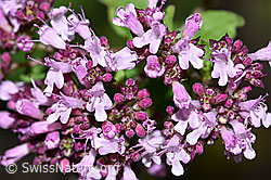 Echter Dost (Origanum vulgare) (F253233) Echter Dost (Origanum vulgare) (F253233)
