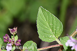 Echter Dost (Origanum vulgare) (F253234) Echter Dost (Origanum vulgare) (F253234)