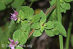Echter Dost (Origanum vulgare) (F253239) Echter Dost (Origanum vulgare) (F253239)