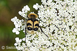 Foto: Gebänderter Pinselkäfer (Trichius fasciatus) auf Wilder Möhre (Daucus carota ssp. carota)