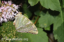 Kaisermantel (Argynnis paphia) auf Echtem Dost (Origanum vulgare) (F253249) Kaisermantel (Argynnis paphia) auf Echtem Dost (Origanum vulgare) (F253249)