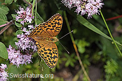 Kaisermantel (Argynnis paphia) auf Echtem Dost (Origanum vulgare) (F253253) Kaisermantel (Argynnis paphia) auf Echtem Dost (Origanum vulgare) (F253253)