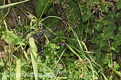 Gestreifte Quelljungfer (Cordulegaster bidentata) (F253267) Gestreifte Quelljungfer (Cordulegaster bidentata) (F253267)