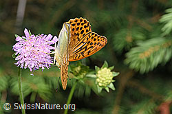 F253289: Kaisermantel (Argynnis paphia) auf Wald-Witwenblume (Knautia dipsacifolia)