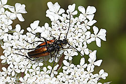 F253291: Kleiner Schmalbock (Stenurella melanura)