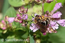 Foto: Weissbinden-Schmalbiene (Lasioglossum leucozonium) auf Echtem Dost (Origanum vulgare)