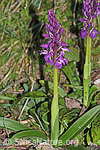 Männliches Knabenkraut (Orchis mascula) (13.04.2024, F265458)