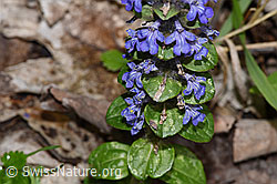 Foto: Kriechender Günsel (Ajuga reptans)
