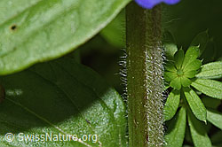 Foto: Kriechender Günsel (Ajuga reptans)