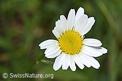 Gewöhnliche Wiesen-Margerite (Leucanthemum vulgare) (F268053)