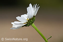 Gewöhnliche Wiesen-Margerite (Leucanthemum vulgare) (F268055)