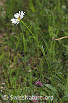 Gewöhnliche Wiesen-Margerite (Leucanthemum vulgare) (F268057)