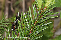F268065: Agrothereutes leucorhaeus (Schlupfwespe)