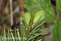 F268066: Agrothereutes leucorhaeus (Schlupfwespe)