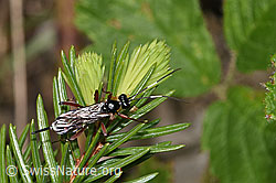 F268067: Agrothereutes leucorhaeus (Schlupfwespe)