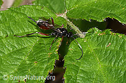 F268070: Agrothereutes leucorhaeus (Schlupfwespe)
