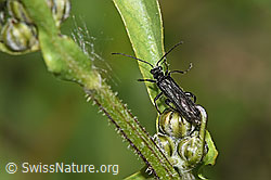 Foto: Oedemera tristis (Scheinbockkäfer)