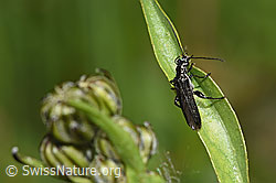 Foto: Oedemera tristis (Scheinbockkäfer)