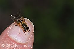Foto: Zweiband-Wiesenschwebfliege (Epistrophe eligans)