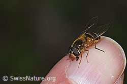 Foto: Zweiband-Wiesenschwebfliege (Epistrophe eligans)