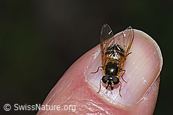 Foto: Zweiband-Wiesenschwebfliege (Epistrophe eligans)