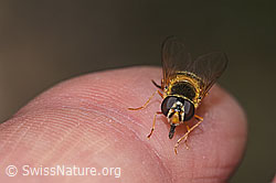 Foto: Zweiband-Wiesenschwebfliege (Epistrophe eligans)