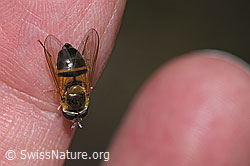 Foto: Zweiband-Wiesenschwebfliege (Epistrophe eligans)