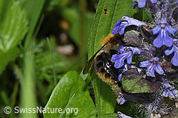 Foto: Ackerhummel (Bombus pascuorum) an Kriechendem Günsel (Ajuga reptans)