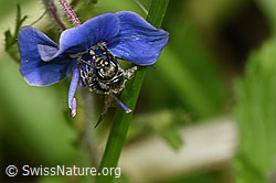Foto: Dunkelgrüne Schmalbiene (Lasioglossum morio) an Gamander-Ehrenpreis (Veronica chamaedrys)