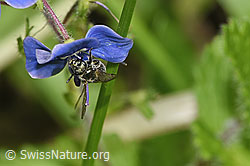 Foto: Dunkelgrüne Schmalbiene (Lasioglossum morio) an Gamander-Ehrenpreis (Veronica chamaedrys)