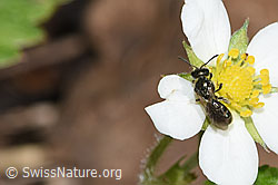 F268152: Dunkelgrüne Schmalbiene (Lasioglossum morio) an Wald-Erdbeere (Fragaria vesca)