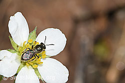 F268153: Dunkelgrüne Schmalbiene (Lasioglossum morio) an Wald-Erdbeere (Fragaria vesca)