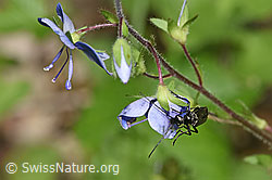 Foto: Oedemera tristis (Scheinbockkäfer) an Gamander-Ehrenpreis (Veronica chamaedrys)