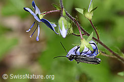 Foto: Oedemera tristis (Scheinbockkäfer) an Gamander-Ehrenpreis (Veronica chamaedrys)