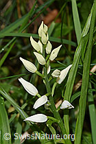 Foto: Langblättriges Waldvögelein (Cephalanthera longifolia)