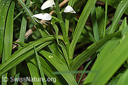 Foto: Langblättriges Waldvögelein (Cephalanthera longifolia)