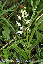 Foto: Langblättriges Waldvögelein (Cephalanthera longifolia)