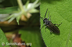 Macrophya alboannulata (Blattwespe) (F268301) Macrophya alboannulata (Blattwespe) (F268301)
